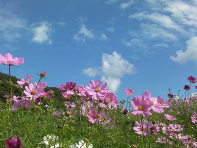 秋休み 東京ドイツ村 海浜幕張ブログ 幕張ベイタウン 口コミ